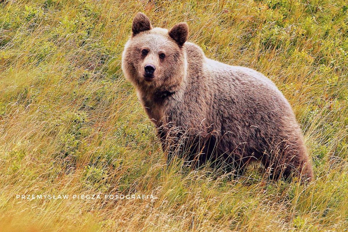 Sikoltozás, szendvicsdobálás Turisták sokkoló viselkedése medvével találkozva-1