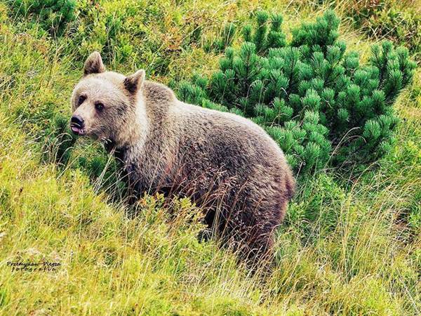 Találkozás a tátrai medvékkel - a legutóbbi esetek fényében